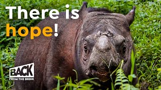 Why the Sumatran Rhino is NOT Extinct Yet  Back from the Brink [upl. by Raymund294]