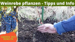 Weinrebe pflanzen  Weintraube pflanzen  Tipps und Info [upl. by Duke640]