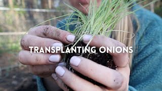 Transplanting Onions In My Zone 7B Garden [upl. by Dyob]