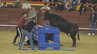 Valencia 2024 vacas falleras MACHANCOSES [upl. by Slen]