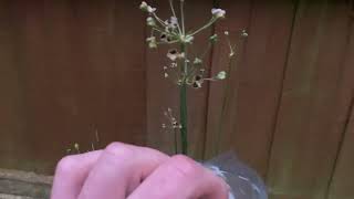 How To Harvest Garlic Chive Seeds [upl. by Leopold101]