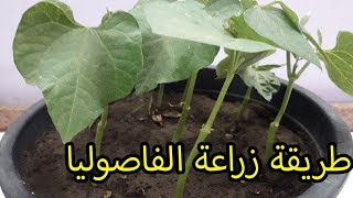 زراعة الفاصوليا فى المنزل [upl. by Jamnis]