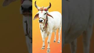 Gau mata ki shrap🙏🙏shortsfeed hindudeity facts ytshorts [upl. by Salhcin95]