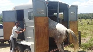 Flicka e Spirit no trailer para cavalos [upl. by Omari938]