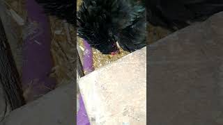 Black Mushka Chick Hatch 🥰 aseel​ aseelmurga​ viralvideo​ viralshorts​ foryou​ trendingshorts​ [upl. by Euqilegna290]