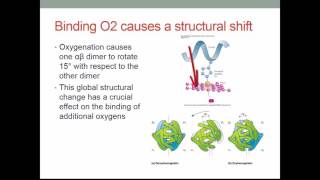 BSC CH308 Ch 7 Hemoglobin and Myoglobin v2016 [upl. by Nnyre]