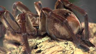 Goliath Tarantula  Cincinnati Zoo [upl. by Drol]