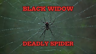 Black widow spider Can she really kill you [upl. by Lishe689]