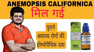 ANEMOPSIS CALIFORNICA  Homeopathic Medicine  पुरानी सर्दी पुरानी खांसी पुराने पेट की समस्याएं [upl. by Curren]