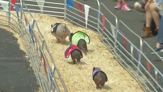 Swifty Swine Pig Races [upl. by Liebowitz684]