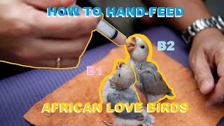 Ep 1Paano Maghand feed ng ibon para sa mga first timer africanlovebirds handfeeding freeflight [upl. by Ettezzus]