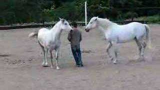 Jean Francois Pignon and his horses [upl. by Etaner]