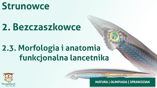 Strunowce  Morfologia i anatomia funkcjonalna lancetnika [upl. by Imyaj]