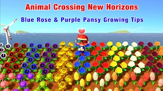 Animal Crossing New Horizons  Purple Pansy and Blue Rose Hybrid Flowers Growing Tips  ACNH [upl. by Zoldi]