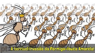 A terrível invasão da Formigalouca Amarela  Minuto da Terra [upl. by Dolley]