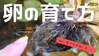 めだか卵を孵化させる方法卵の管理成長過程メダカ繁殖 [upl. by Ellah]