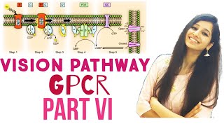 Vision pathwayGPCR signaling part 6Cell SignalingCsirnetgateIITJAMdbticmrICARLife Science [upl. by Recnal]