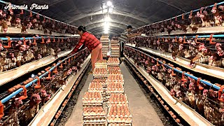 How to feed laying hens that harvest millions of eggs  Breeding chickens  Meat plants [upl. by Charity]