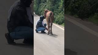 Herói🤠 cavalos amocavalos amorporcavalos horse amocavalo fazenda [upl. by Eolc496]