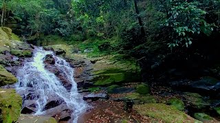 リラックスできる音。 心地よい渓流の音。 自然の音と水の流れを聞きながら深い眠りに落ちます。 [upl. by Karlie573]