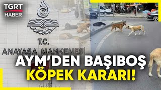 AYMden Sokak Hayvanları Yasası Kararı Kanunu İptal Başvurusunu Esastan Görüşecek  TGRT Haber [upl. by Studley118]