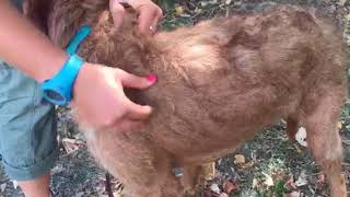 How to groom a wirehaired vizsla [upl. by Nena]