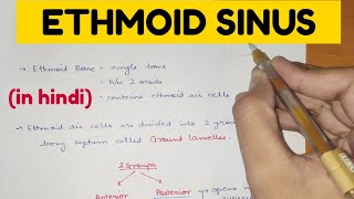 Paranasal sinuses  5  Ethmoid Sinus [upl. by Nidnarb]