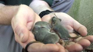 Redtailed Phascogales born at Taronga [upl. by Holtorf]