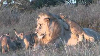 Male lion playing with cubs at Shamwari [upl. by Erica]