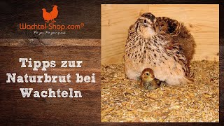 Tipps zur Naturbrut bei Wachteln  WachtelShopcom [upl. by Acinemod]