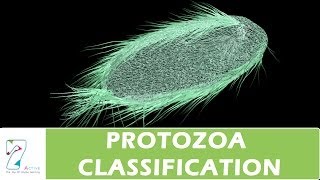 PROTOZOA CLASSIFICATION [upl. by Razid82]