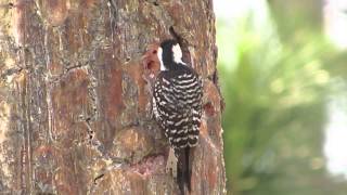 Redcockaded Woodpecker tapping for sap [upl. by Elac287]