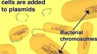 Cloning in a Plasmid Vector [upl. by Batchelor241]