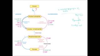 glycolysisGluconeogenesis regulation [upl. by Vashtia214]