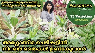 Aglaonema plant care and easy propagation methods in malayalam aglaonema plant varieties with names [upl. by Silbahc]