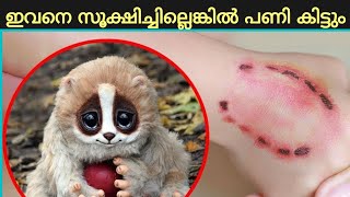 ഉഗ്ര വിഷം ഉള്ള ജീവികൾ poisonous animals മലയാളം [upl. by Cirtap]