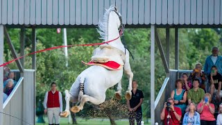 Race dAutriche  Le Lipizzan le parfait exemple du cheval déquitation baroque [upl. by Nuajed]