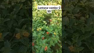 lantana combo ₹250 6374934601 saihitechnursery [upl. by Vetter792]