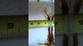 Long Fin Super Red Bristlenose Pleco Juvies [upl. by Reta176]