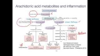 Eicosanoids [upl. by Glennie]