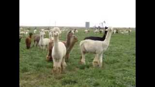 Alpacas Screeching to Warn of danger [upl. by Bigford]