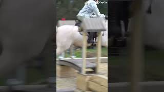 Harlow and popcorn harlowhorse HarlowLunaWhite [upl. by Anirtak]