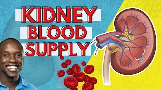 Kidney Blood Supply  Blood Flow to Through and Away from Kidneys [upl. by Ahsaelat]