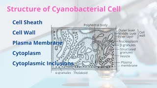 Structure of Cyanobacterial Cell  Different Parts with Diagram  Easy Explanation [upl. by Eikcaj409]