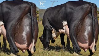 World Highest Milking 127Kg Milk Girlando Cow Vs Jersey Cow Breed 70Kg Milk [upl. by Ennaus]