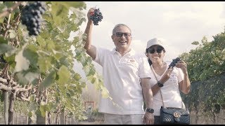 Making Wine in Bali Hatten Wines Grows Shiraz Grapes on the Island [upl. by Jodee]