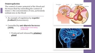 A Level Biology  141 Homeostasis in mammals [upl. by Notnirt710]