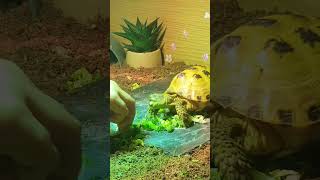 Trunky the Horsefield Tortoise 🐢 shorts short cute love pets [upl. by Nada]