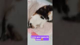 🔥KUKİM SOGUKTA KALİNCA SAATLERCE UYUDU ‼️CANİMMM youtubeshorts cat KUKİ [upl. by Czarra]