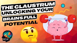 The Claustrum Unlocking Your Brains Full Potential [upl. by Maclean783]